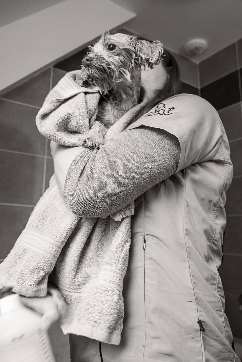 Chien enroulé dans une serviette après son bain, porté dans les bras