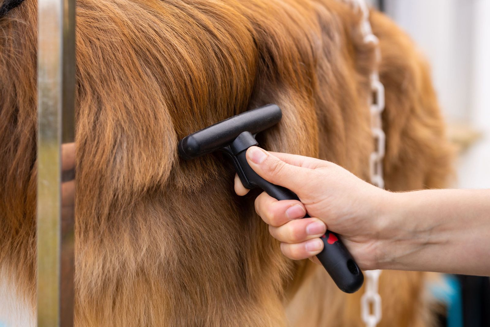 Brossage à la carde du poil roux d’un chien sur la table de toilettage