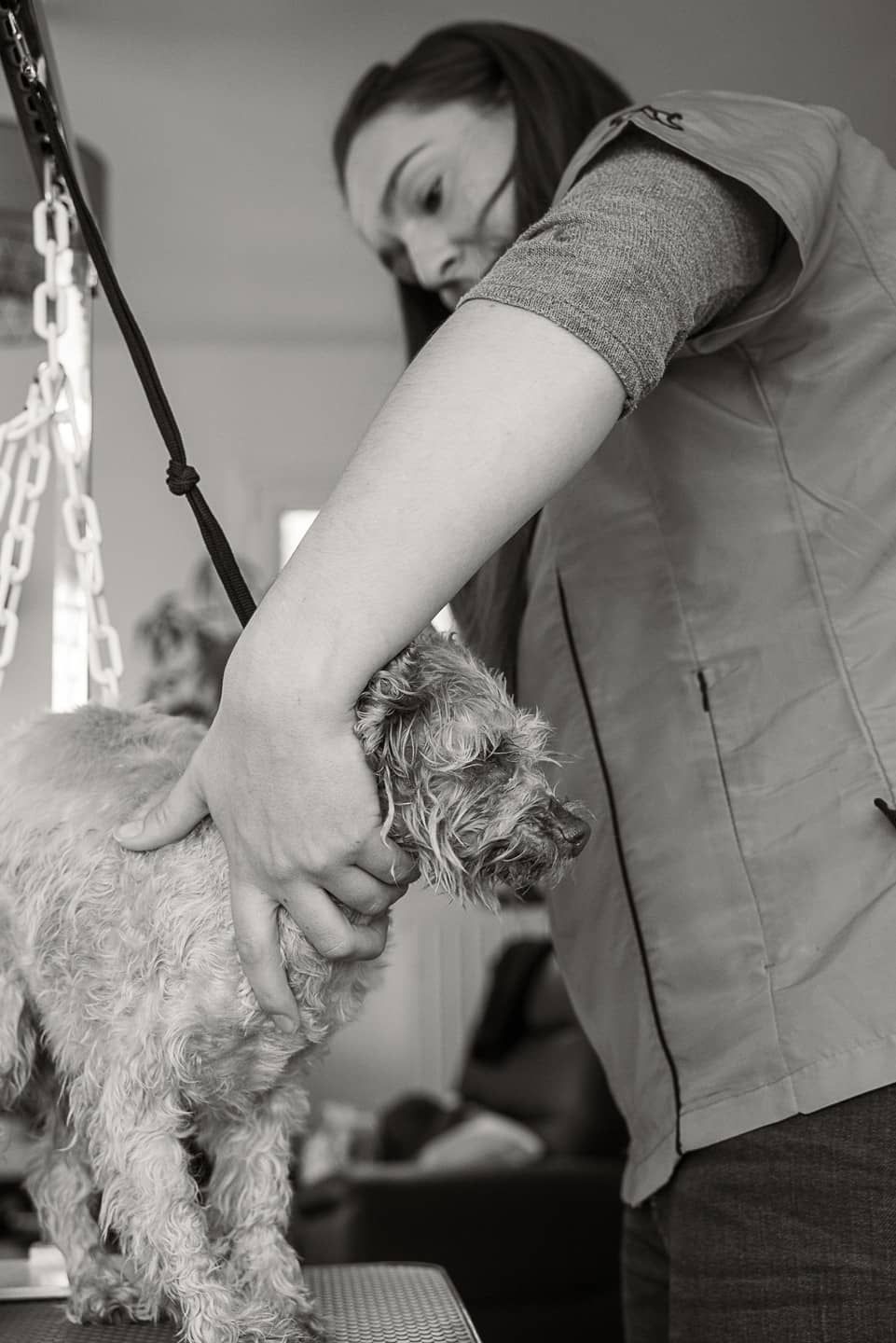 Petit chien gris à poils frisés maintenu délicatement pour l’entretien du museau