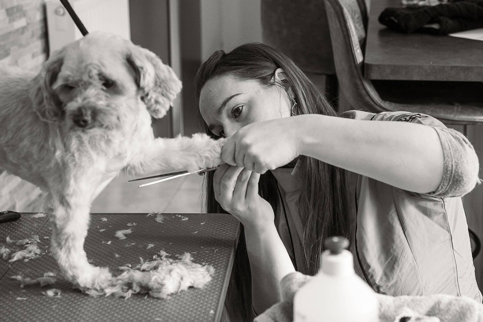 Coupe aux ciseaux du museau d’un petit chien blanc à poils frisés