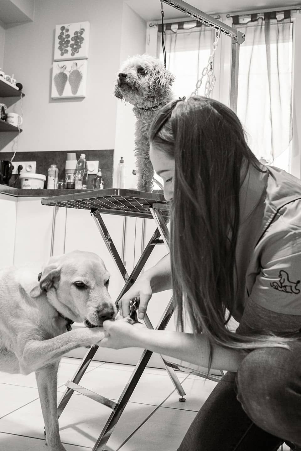 Séchage au séchoir d’un golden retriever allongé sur la table