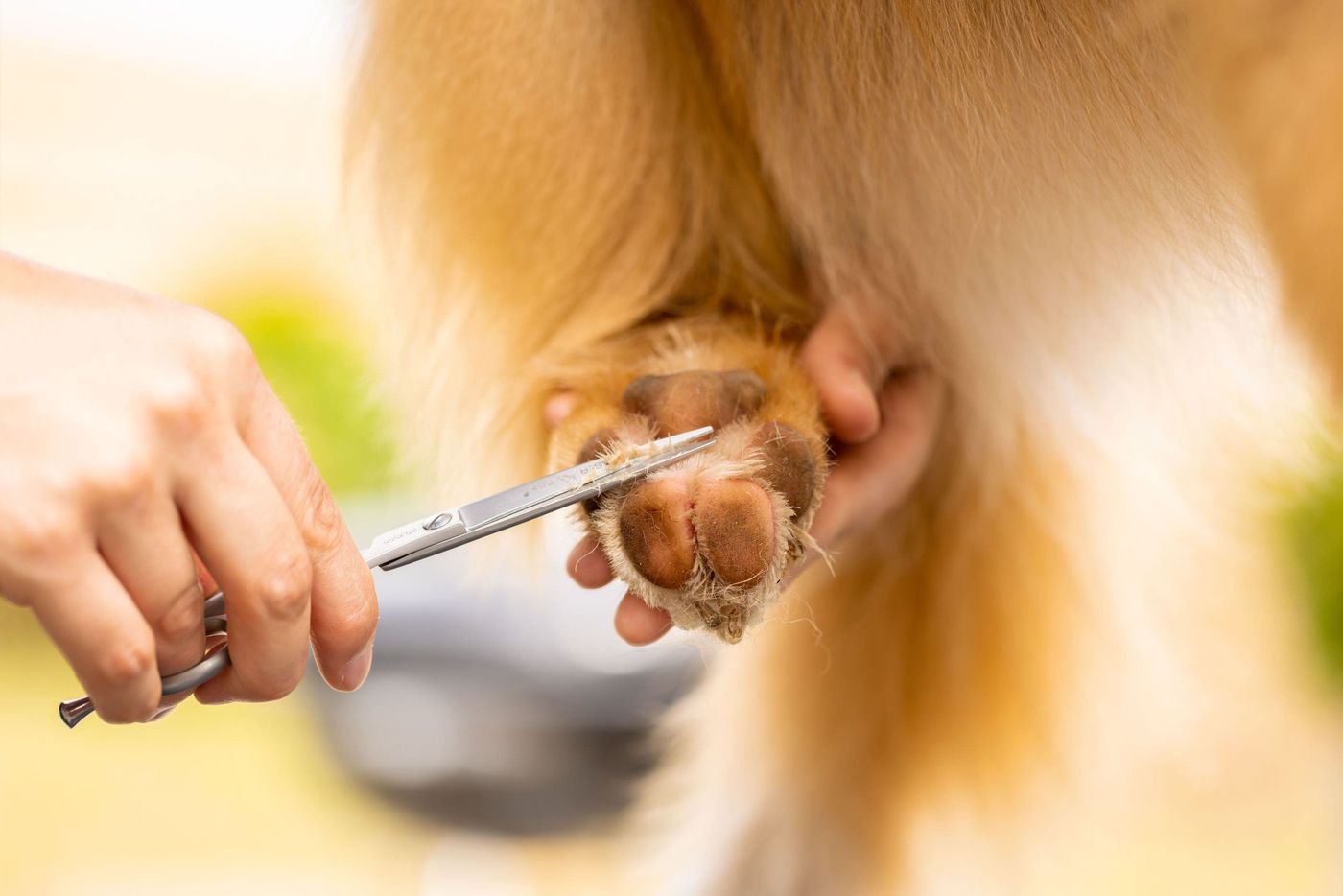 Coupe aux ciseaux des poils entre les coussinets d’une patte tenue dans une main