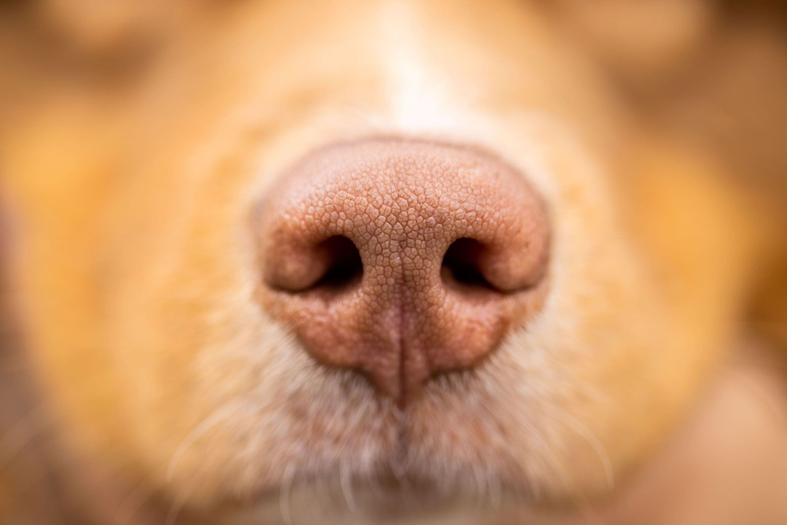Gros plan sur la truffe d’un chien