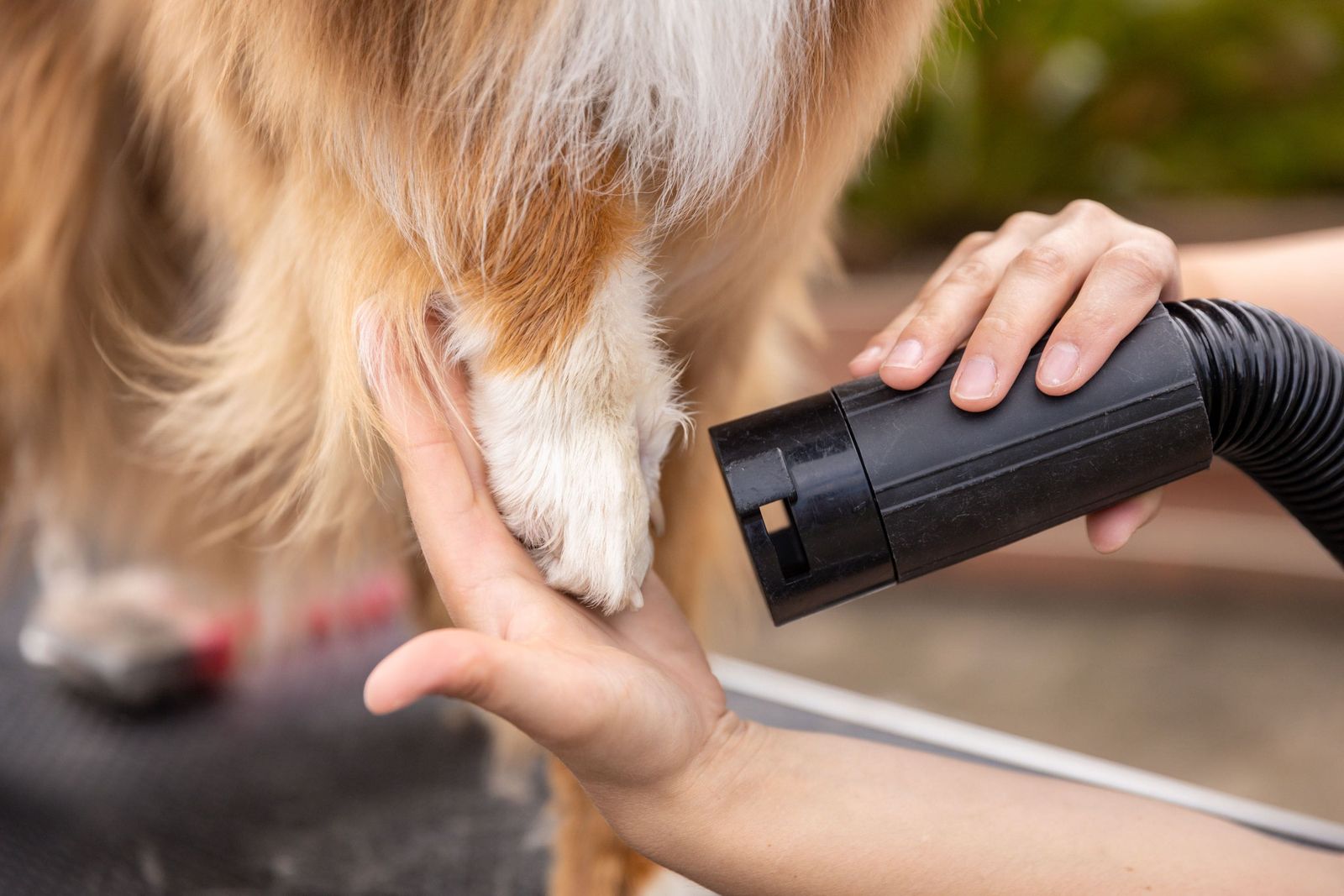 Séchage au séchoir de la patte avant d’un chien