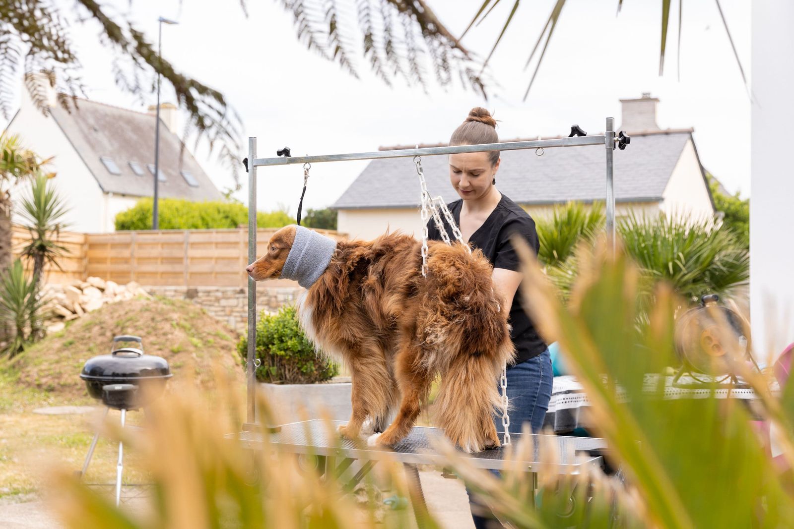 Chien roux à poils longs marchant en extérieur devant une maison