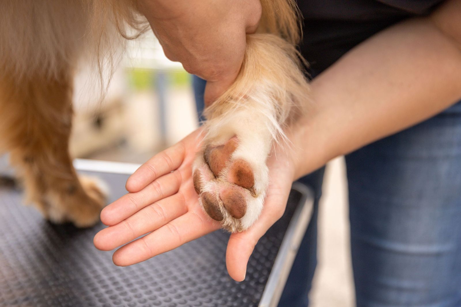 Patte d’un chien à poils longs tenue dans une main, coussinets visibles